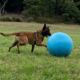 Treibball
