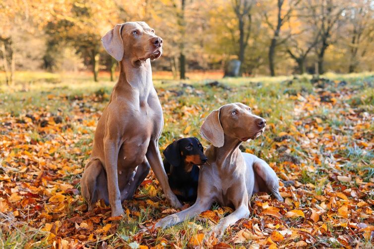 dogs-9172481_1280