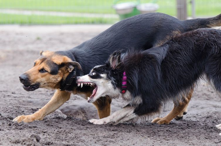 border-collie-672764_1280