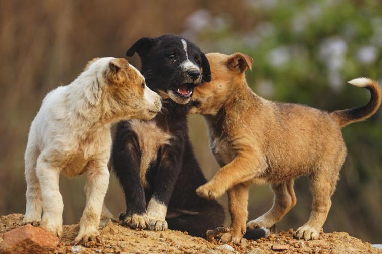 dog-8495584_1920
