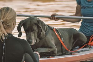 14115477_1065986456802215_4364065800161632124_o