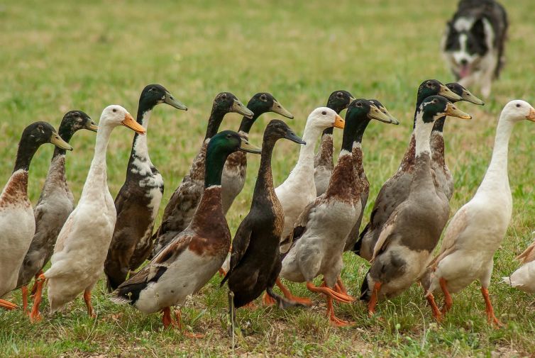 ducks-2368714_1280