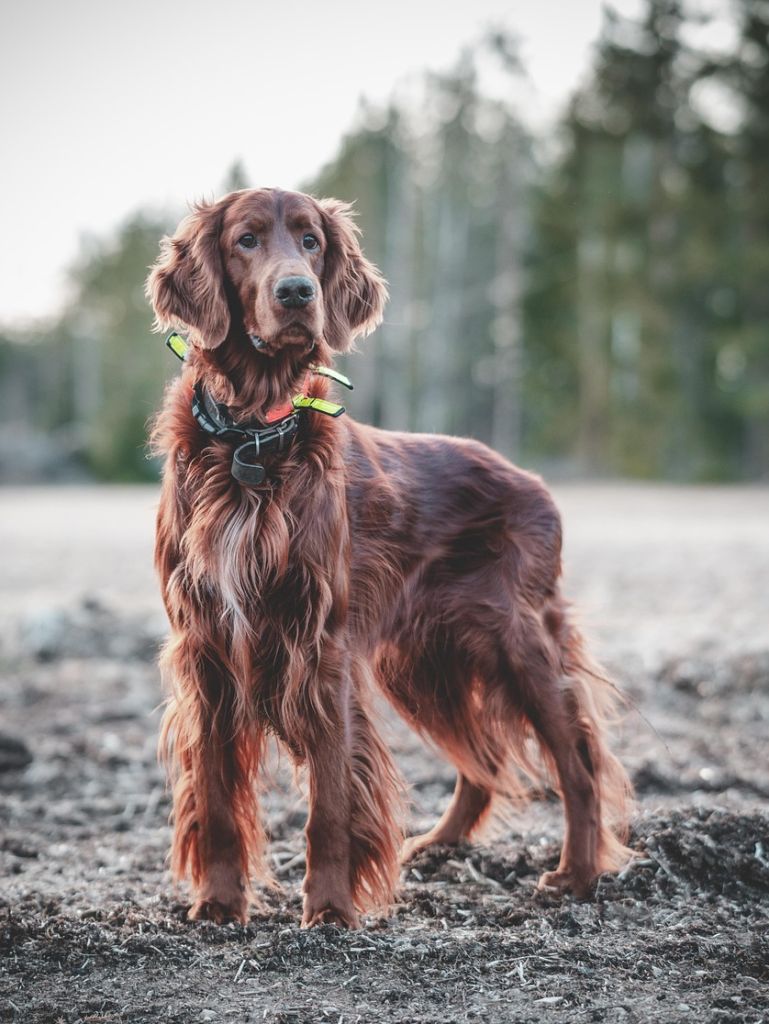 dog-7128744_1280 Halb so wild