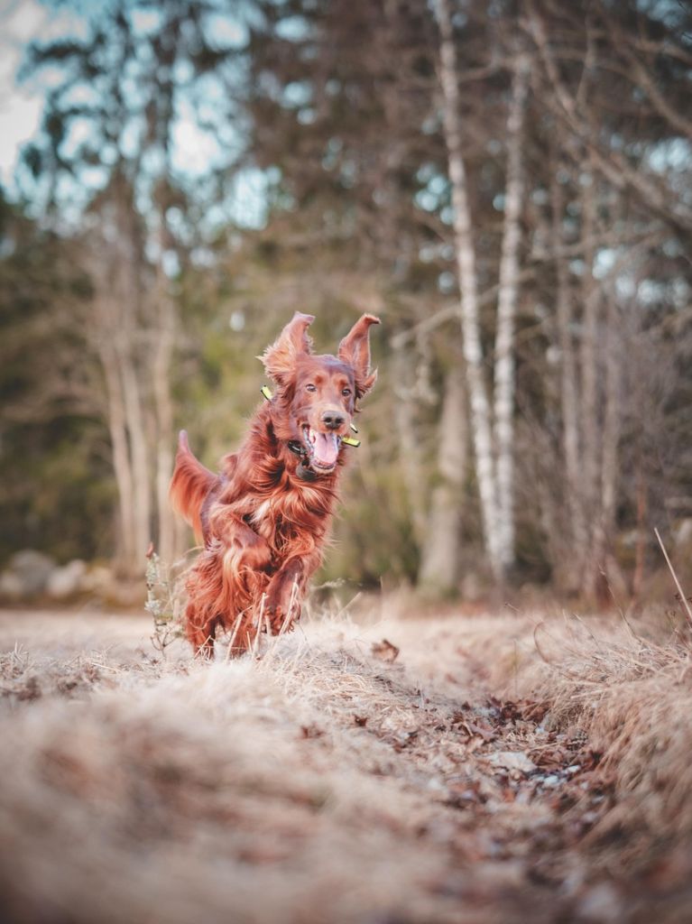 dog-7128748_1280 Halb so wild