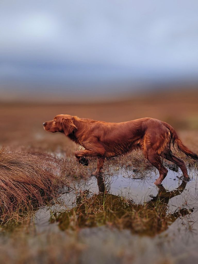 red-setter-8302946_1280 Halb so wild