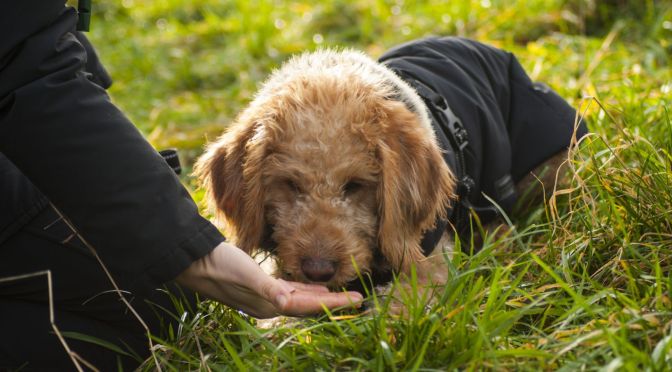 antigiftködertraining